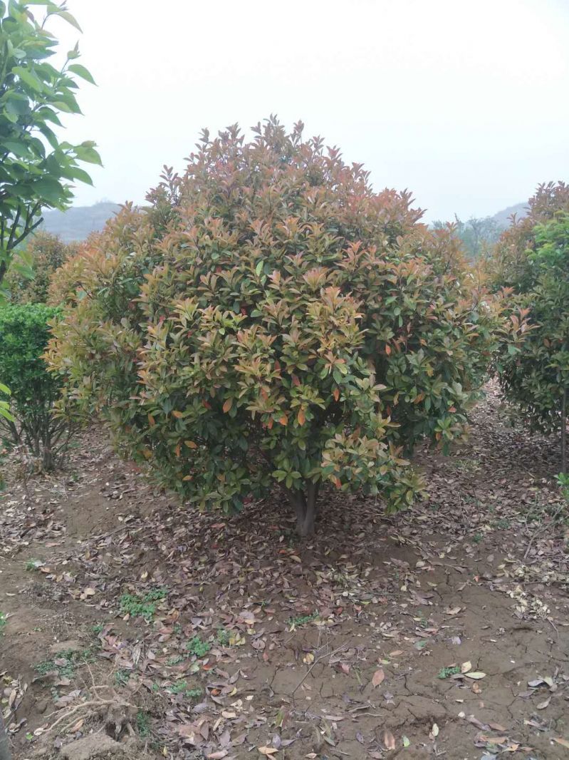 紅葉石楠球