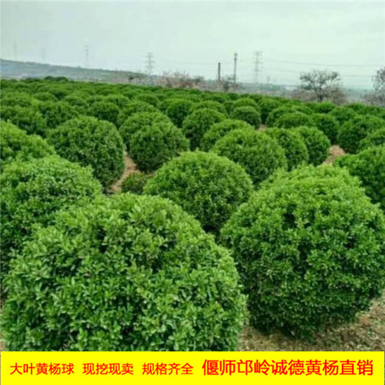 大葉黃楊球怎樣長得好